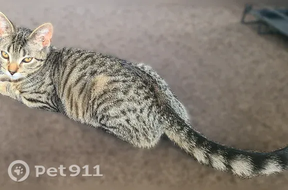 Lost male cat, Wilkes-Barre — indoor-only and small for a male - photo