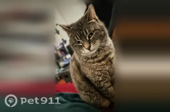 Lost female cat, Westmoreland Drive, Rochester — distinct mole on her nose - photo