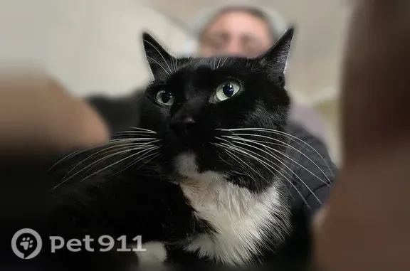 Lost cat, Ingalls Street, 1047, Lakewood — male with a white chin - photo