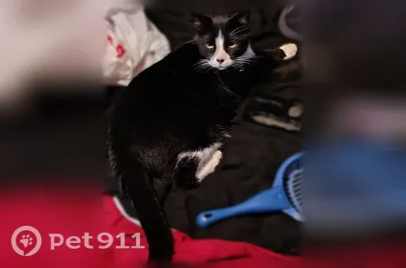 Lost male cat, Alderson Avenue, 7903, Billings — black and white tuxedo - photo