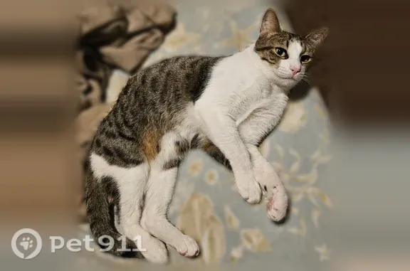 Lost cat, Mustang, Oklahoma, Arlington — male tabby with a raccoon-like tail - photo