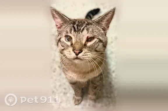 Lost cat, Immokalee, Florida — tabby with a bad limp - photo