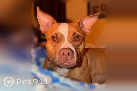 Lost female dog, Lincoln Drive, 75, Elizabethtown — very sweet and tan and white - photo
