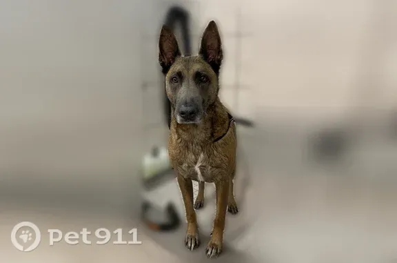 Lost dog, Lake View Drive, Homer Glen — Belgian Malinois with amber eyes - photo