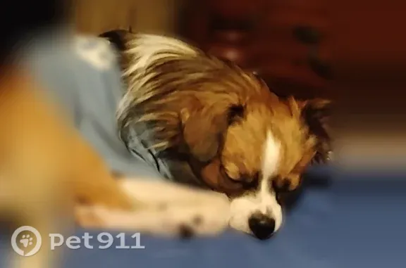 Lost male dog, Oak Shores Road, 220, Anderson, Charlotte — bushy tail - photo