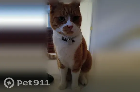 Lost male cat, Howard Drive, 39, Hamden — orange with white spots - photo
