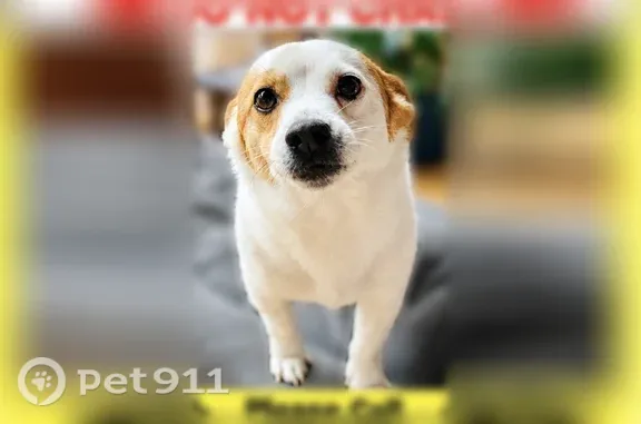 Lost dog, Gunpowder Road, 21127, Manchester — white with a tan spot on the face - photo