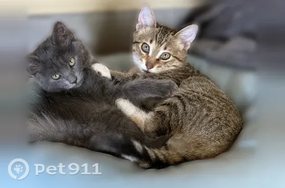 Lost cats, Hal Muldrow Drive, Norman — two 6-month-old kittens with bell collars - photo