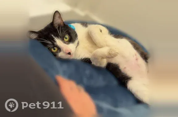 Lost cat, Young Pine Road, Rio Pinar — black and white male with a blue collar - photo