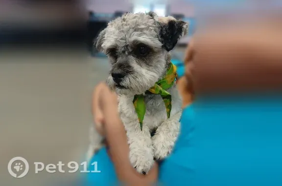 Lost dog, Porter Avenue, 3431, El Paso — male named Bonbon - photo