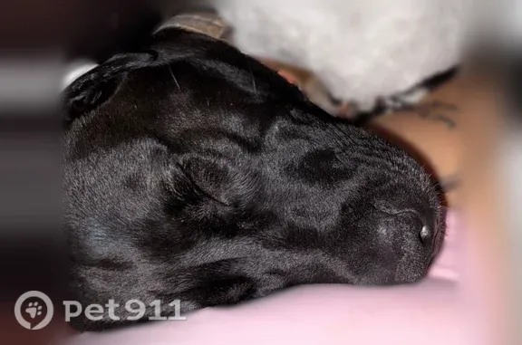 Lost dog, Indianapolis — female with black coat and white chest - photo