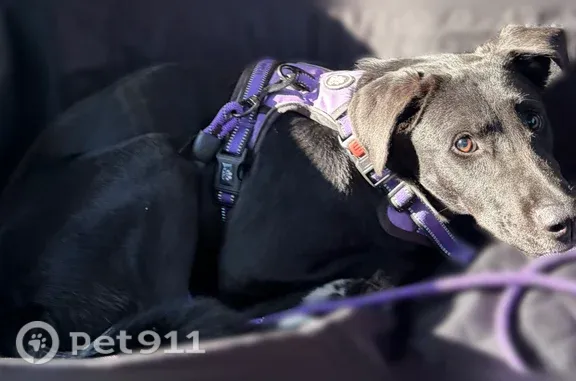 Lost female dog, Whitney Woods, 7012, Deerfield Township, Argentine — black Lab, 7 months old - photo