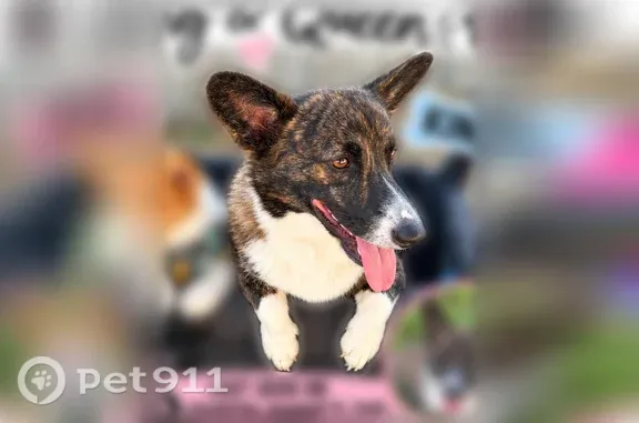 Lost dog, East Renfro Street, 1891, Burleson — King is black; Queen is tan and white - photo
