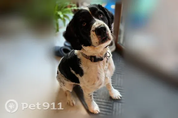 Missing dog Alpena, photo: Lost dog, 222nd Street, Alpena Township, Alpena — wearing an orange hunting vest