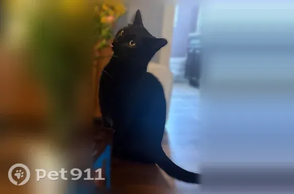 Lost female cat, Walnut Cove Boulevard SW, 25, Huntsville — greenish eyes, chipped - photo