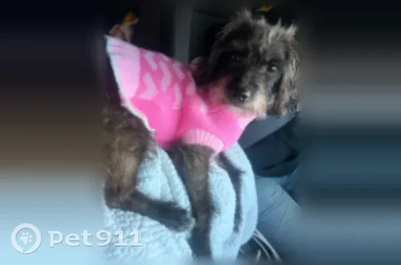 Found dog Female, Chicago (usf551503) - photo
