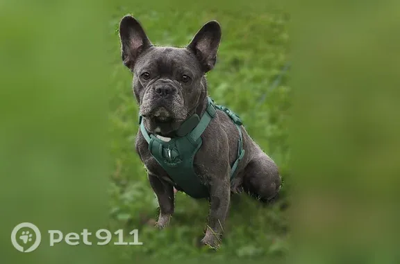 Lost female dog, Maryvale Drive, 887, Boston — gray Frenchie - photo