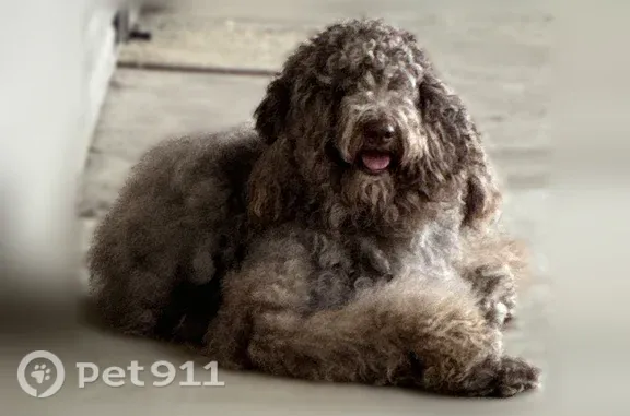 Found pets Pine Bluff, photo: Found male dog, Spring Lake Road, 8111, Pine Bluff — overgrown gray coat