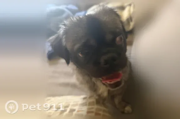 Lost dog, Parmelee Avenue, 11736, Los Angeles — male with big eyes - photo