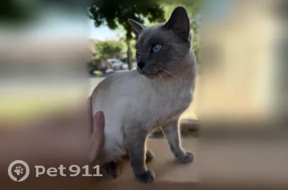 Found pets Phoenix, photo: Found cat, East Silverwood Drive, 609, Phoenix — Siamese with blue eyes