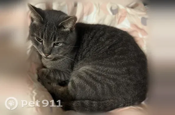Lost male cat, Hemlock Lane, 36370, Rehoboth Beach, Henlopen Acres — gray tabby with a white collar - photo