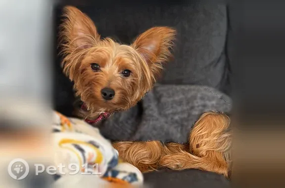 Lost dog, River Ridge Lane, Sugar Hill, Suwanee — 7 lb Yorkie - photo