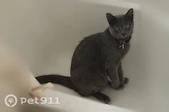 Lost cat, male, Jennings Drive, 6408, Austin — dark gray rings on tail - photo