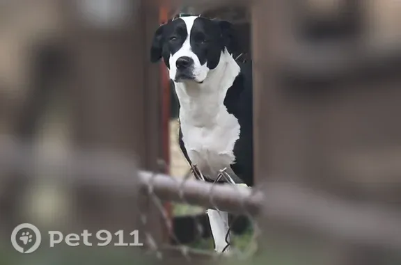 Lost dog, Morning Star Way, 6705, Louisville — black-and-white coonhound and American Staffordshire mix - photo