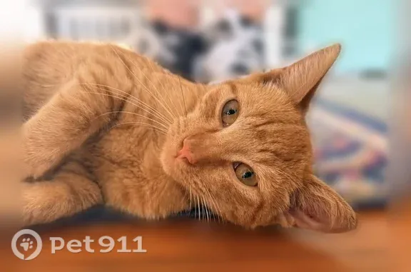 Found pets Columbia, photo: Found cat, male, Gervais Street, 501, Columbia — small orange tabby