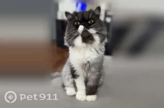 Lost cat, Tonga Drive, Concord, St. Louis — male Persian, gray with white spots - photo