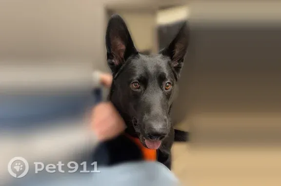 Lost dog, Tyler Street, 23599, Cedar Creek Township, Lowell — male black German shepherd named Shadow - photo