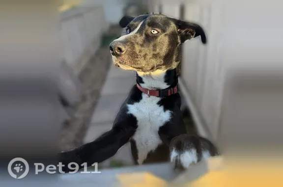Lost male dog, Logan Avenue, 4366, San Diego — may have been exploring - photo