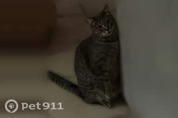 Lost cat, West Cottage Lane, 7020, Crystal River - photo