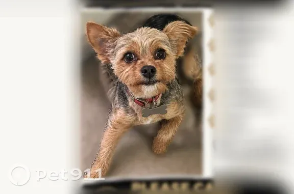Lost dog, Willard Street, 4611, Charlotte — male Yorkie - photo