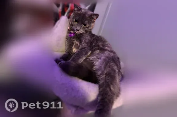 Lost cat, female, Cresswell Street, 807, Potosi, Mountain View — gray with white and brown - photo
