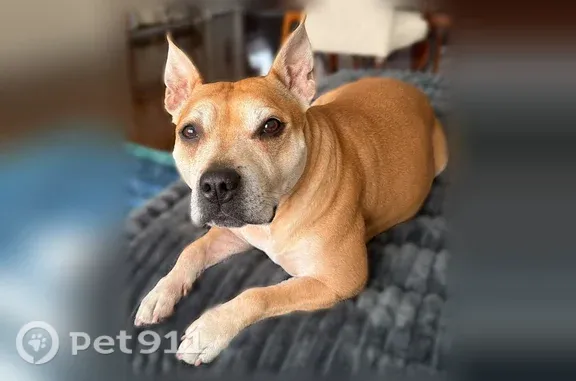 Lost Dog, Hellers Lane, 358, Long Pond, Mount Pocono - female Staffy with a white chest - photo