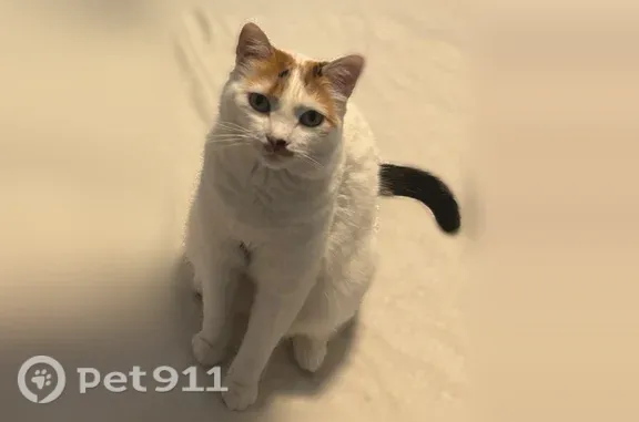 Missing cat Paterson, photo: Lost cat, Jersey Street, 69, Paterson — female calico with green eyes