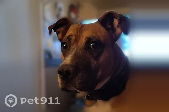 Lost Dog, South 200th Avenue, 7412, Fremont, Utica — male, brown and white boxer pit - photo