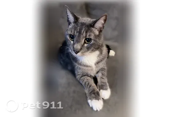 Lost male cat, Gentry Way, 75, Richmond Hill, Savannah — gray with white belly and paws - photo