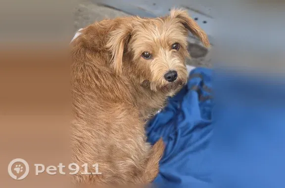 Found pets Tracy, photo: Found dog, Crater Avenue, 1213, Modesto, Tracy — female Yorkie mix