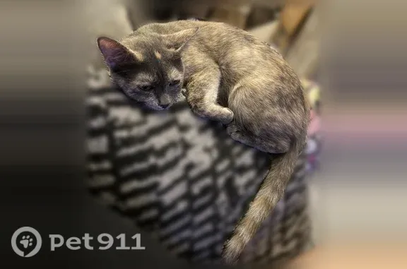 Found pets Elk Grove, photo: Found cat, 42nd Street, 5613, Sacramento, Elk Grove — dark gray female with a white spot between the eyes