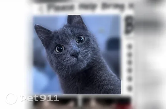 Lost cat, East Ohio Pike, 1751, Amelia, Amelia — gray and very skittish male - photo