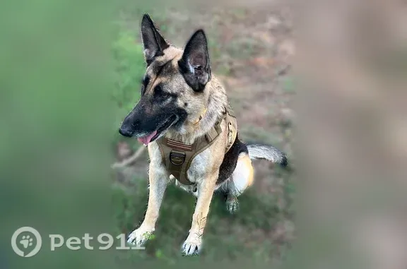 Lost dog, Road 5029, 767, Cleveland — female German Shepherd - photo