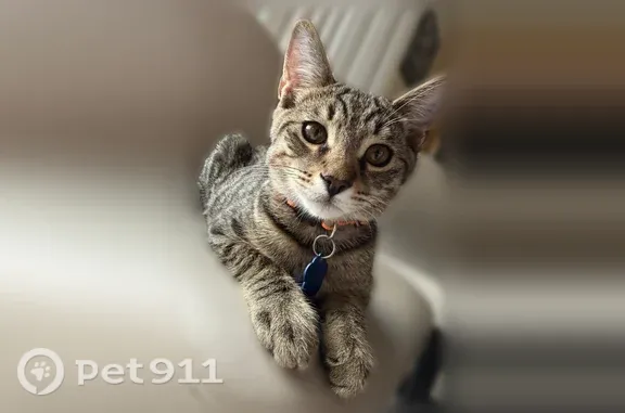 Lost cat, Walkenridge Drive, Corona, Chino — gray male with brown eyes - photo