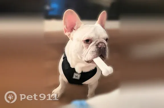 Lost dog, County Road 5115, 107, Quitman, Meridian — male cream-white Frenchie - photo
