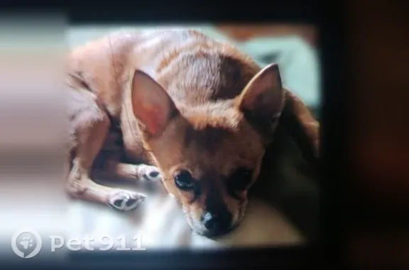 Lost male dog, Decatur, Texas — Chihuahua with a small head and face - photo