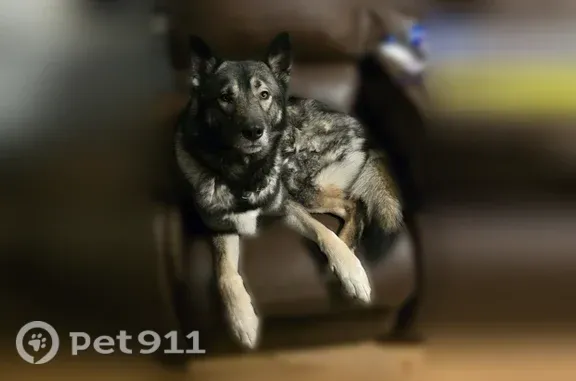 Missing dog Amarillo, photo: Lost dog, South Woodland Street, 1954, Amarillo — timid male