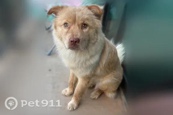 Lost dog, Smither Drive, 1352, Huntsville — blonde chow mix with a big bushy tail - photo