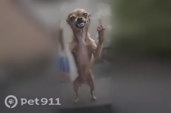 Lost dog, Marilyn Avenue, 12, Stockton — brown apple-head Chihuahua - photo