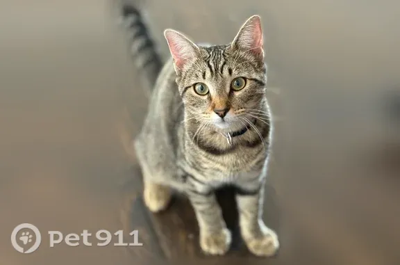 Lost female cat, Kathleen Court, 8001, Fort Worth — friendly and playful - photo